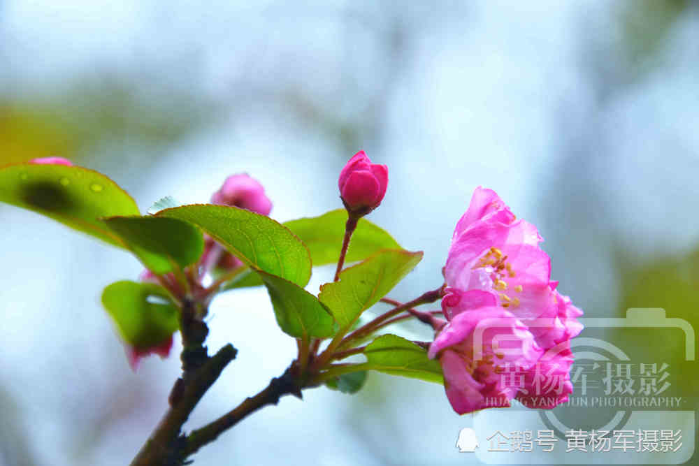 海棠花开的春天,盛开在绵绵春雨中娇艳迷人的花朵,清新迷人的