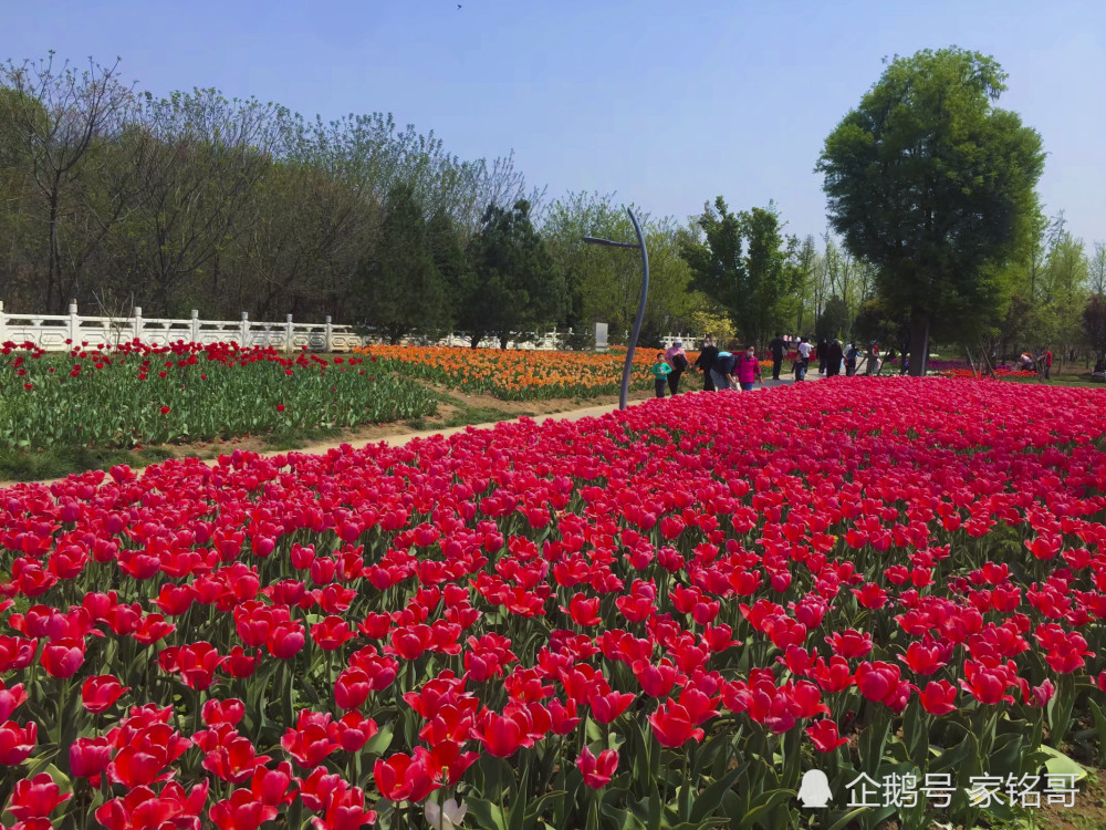 正是赏花好时节,西安花痴打卡地,几乎每天人都爆满