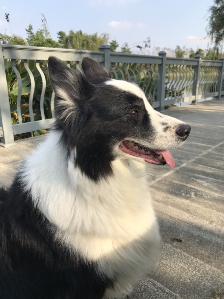 边境牧羊犬,军警犬,拒绝