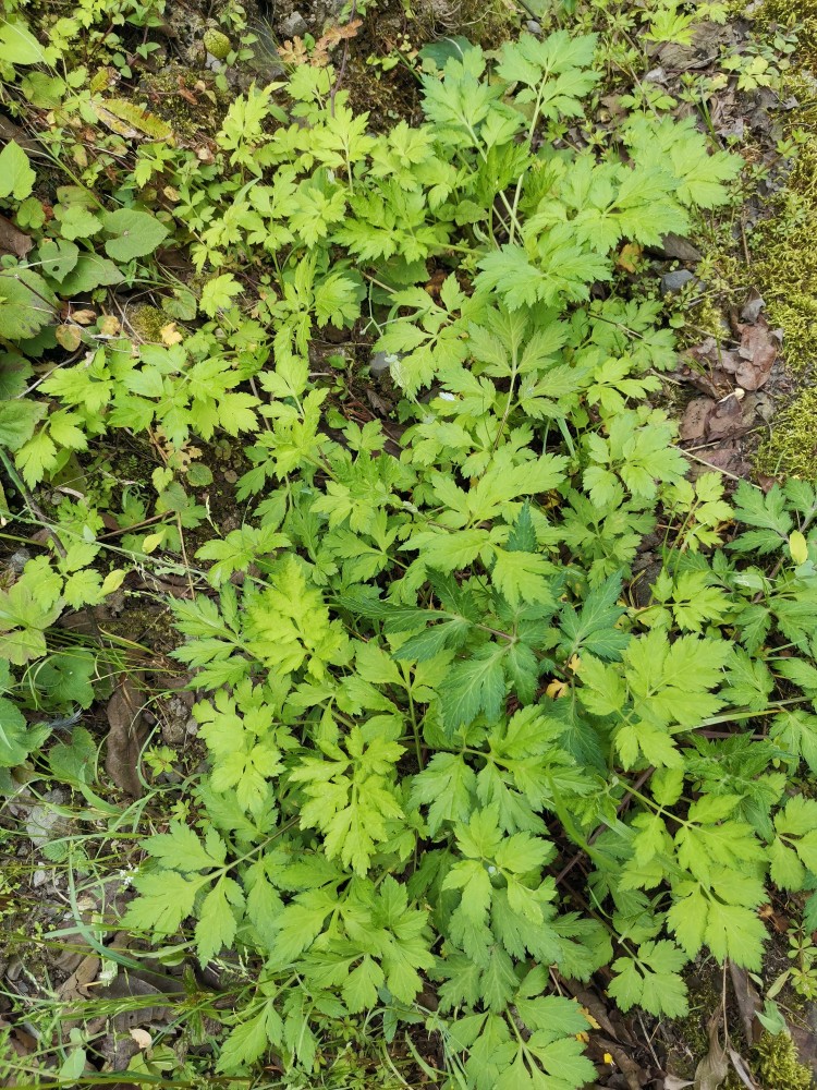 峨眉山野生药材系列——白苞蒿