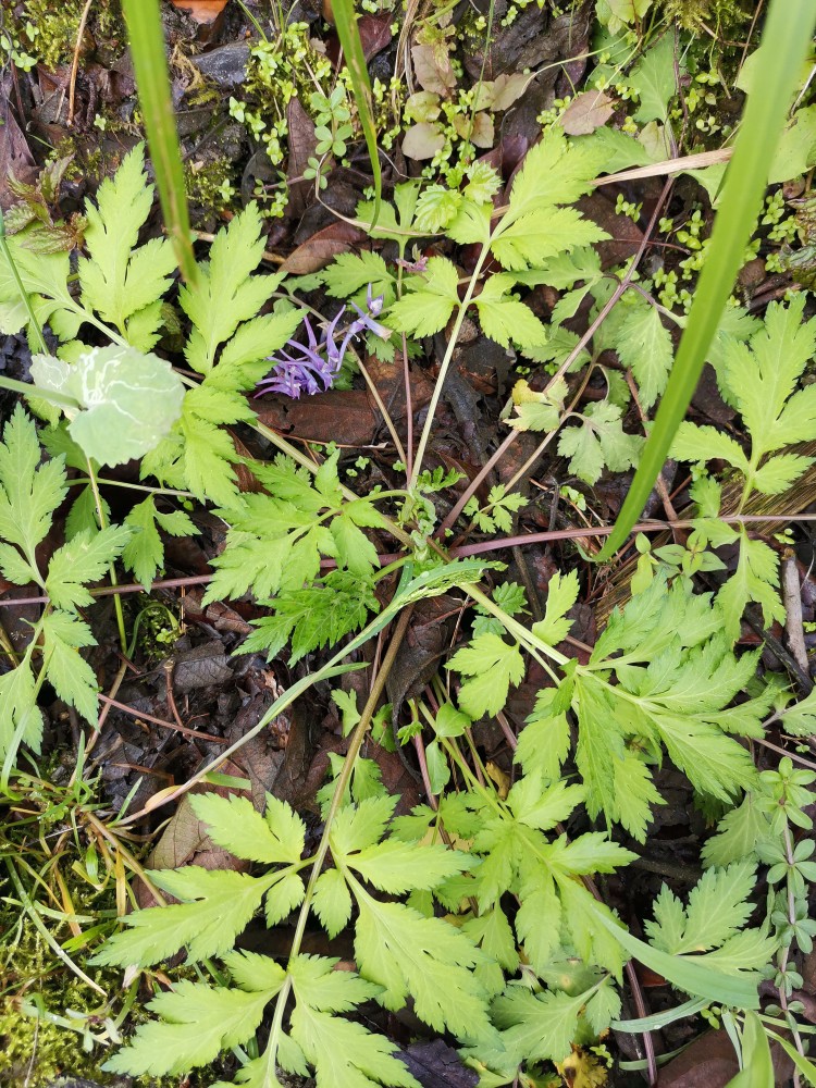 峨眉山野生药材系列——白苞蒿