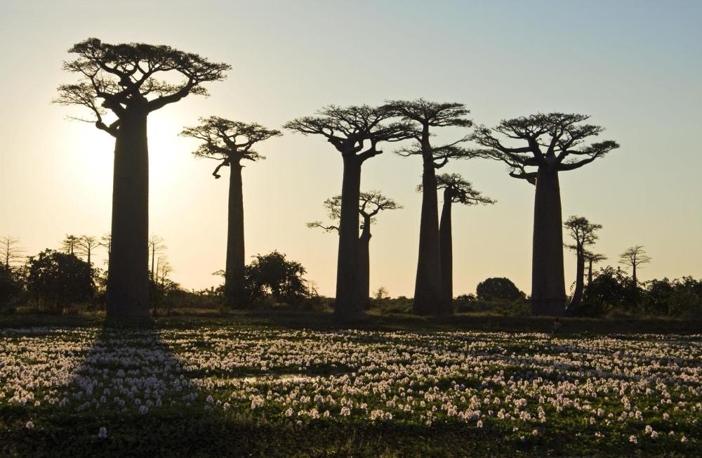 非洲神奇猴面包树竟然像炸弹,你见过吗?