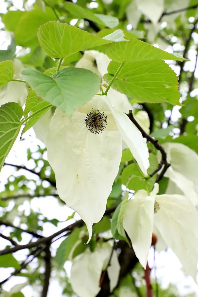 人间四月芳菲尽 桌山鸽子花正开