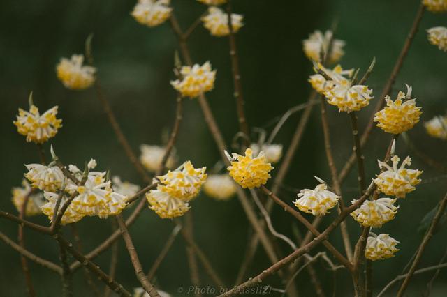 结香花是怎么养成的?学会几个小妙招,锦簇花球永结香