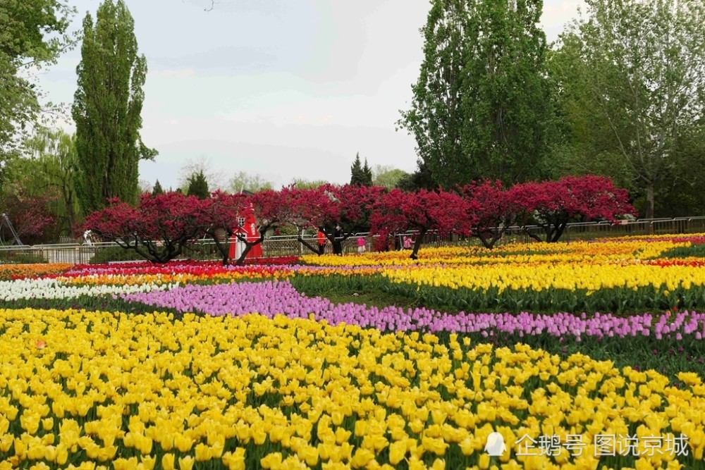 北京植物园春意浓浓,大面积郁金香争奇斗艳