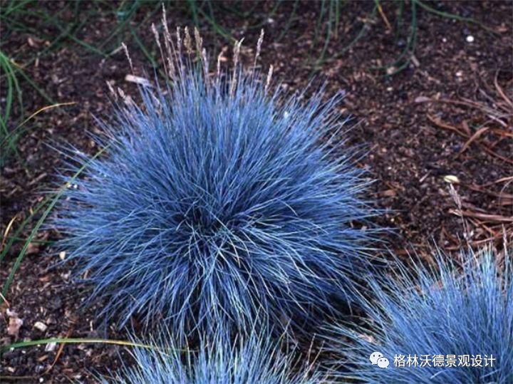 蓝羊茅,叶子是灰蓝色的,植株相对矮小,光照给的充足,叶片就会发出耀眼