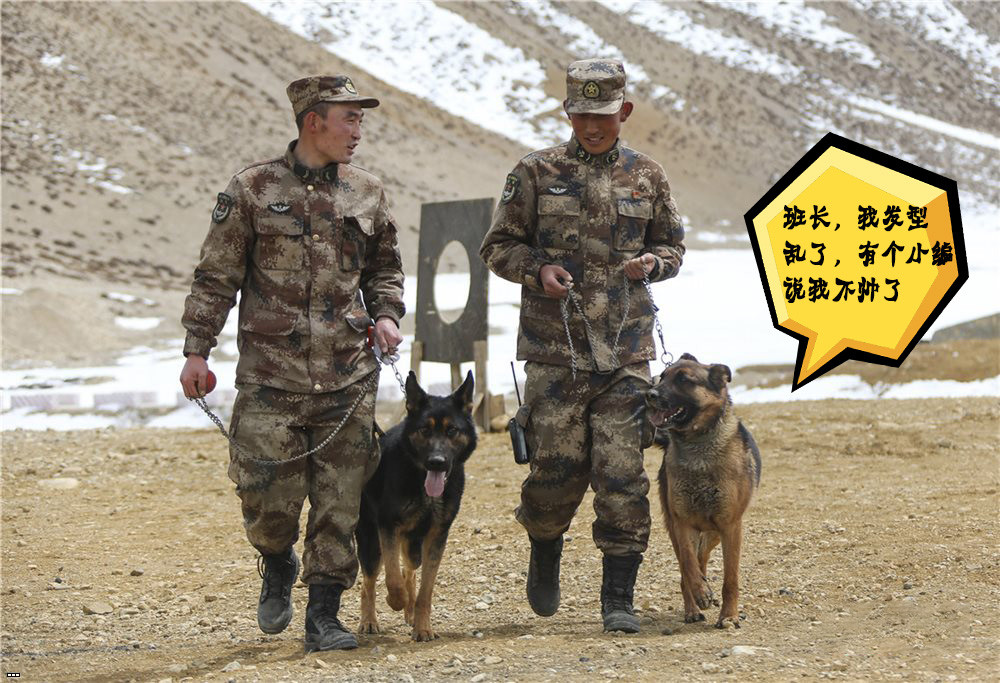 军犬,狼狗,黑背,德牧,哈士奇