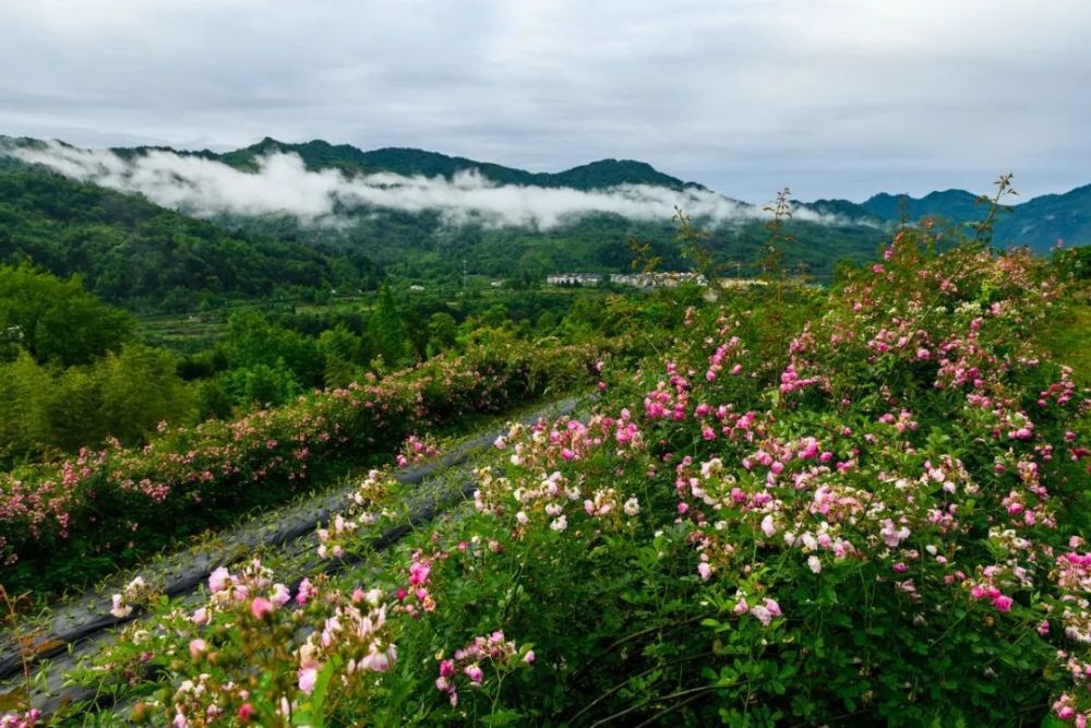 06 彭州宝山村旅游区 ▲2019实拍@墨山闲人 宝山村的蔷薇开在路旁