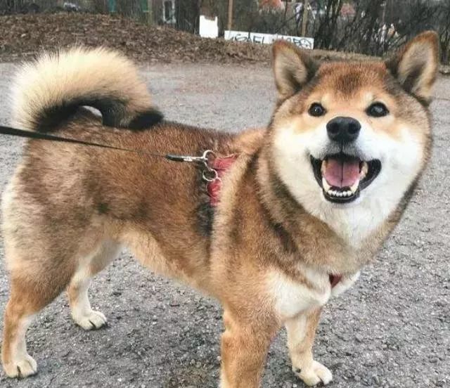 当然,柴犬串串也有可能有这一特征.