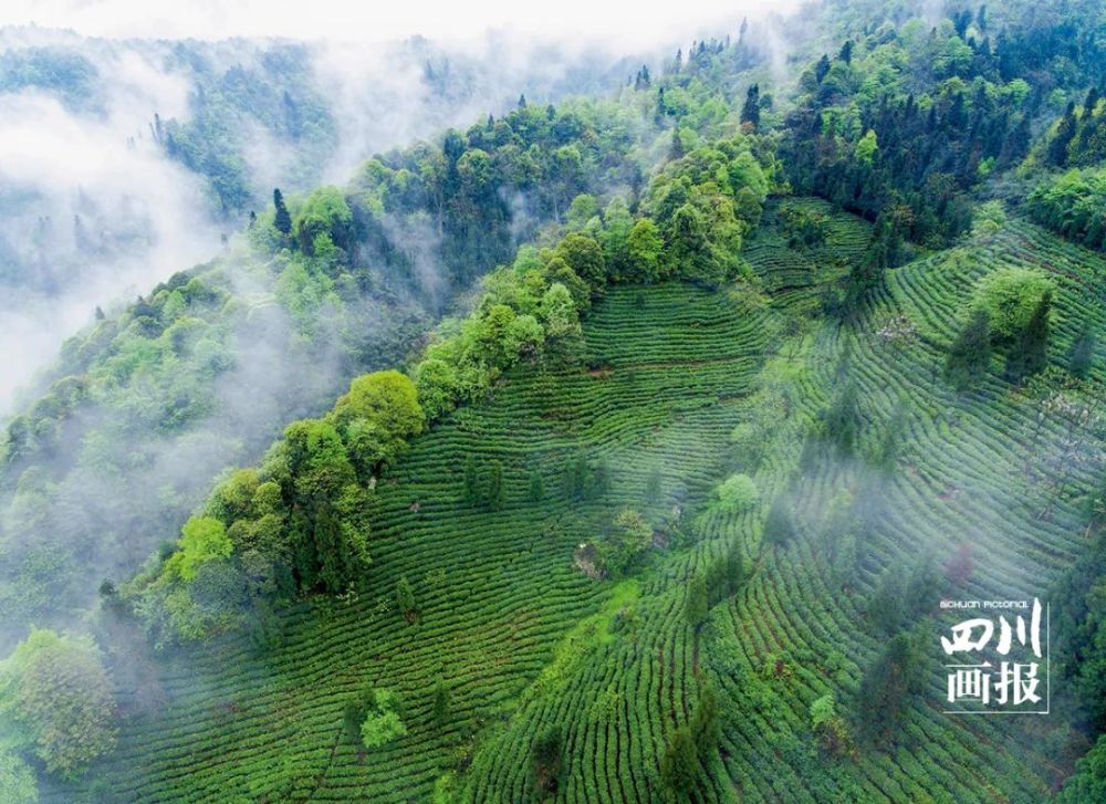 万亩茶园,四川,蒙顶山,峨眉山