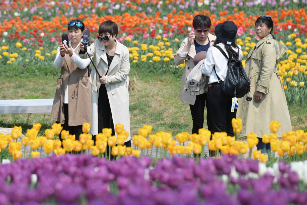 北京国际鲜花港恢复开园 郁金香进入盛花期