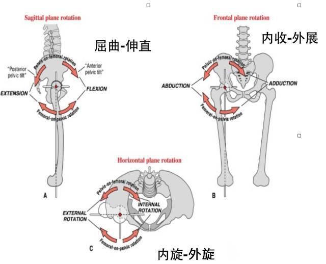 了解髋关节的作用与功能,做针对性的改善