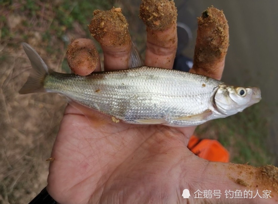 提起来一看,长江支流的野生小翘嘴鱼.