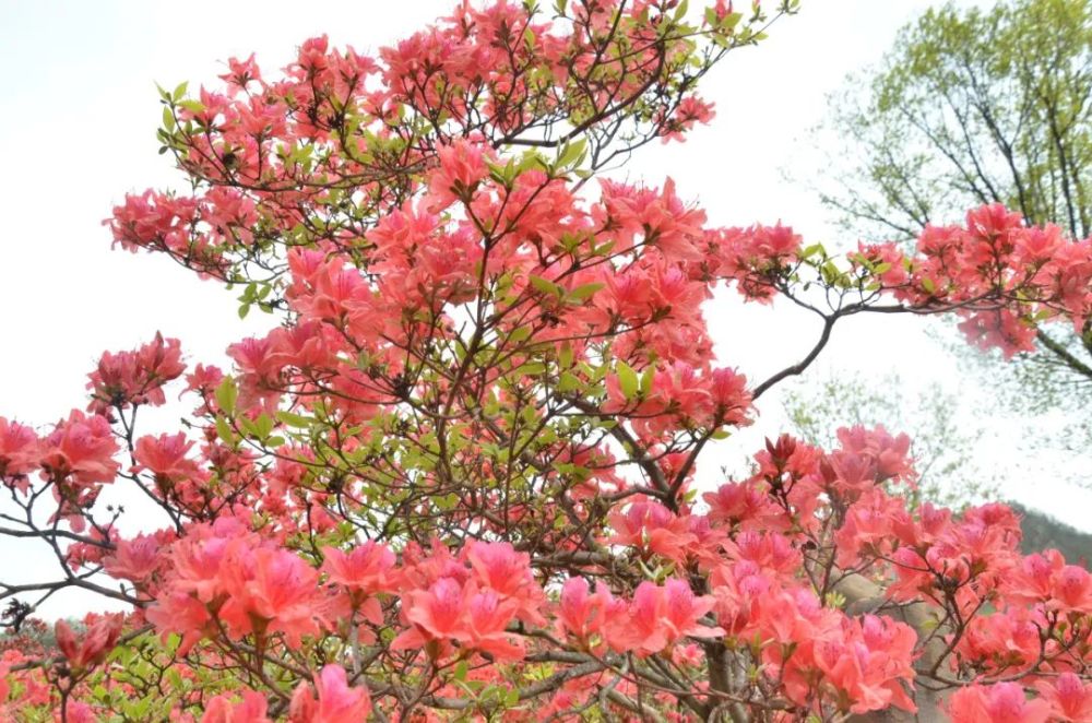 西泰山,西泰山杜鹃花