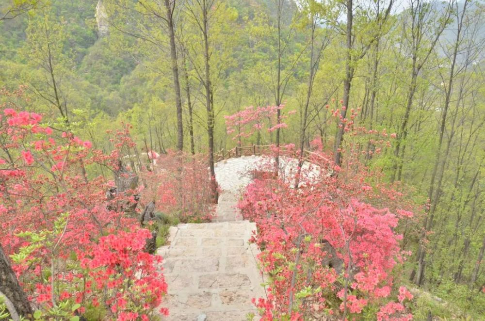 西泰山,西泰山杜鹃花