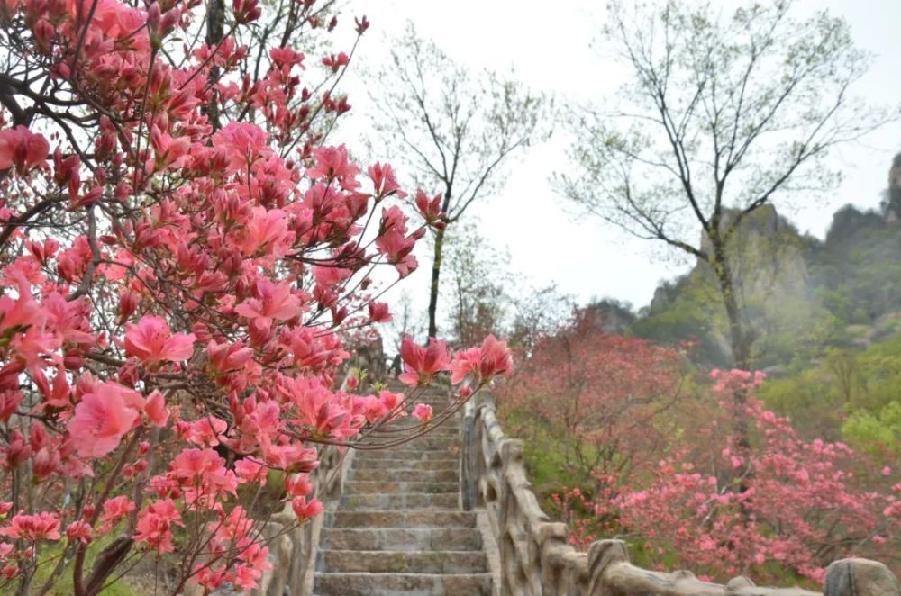 西泰山,西泰山杜鹃花