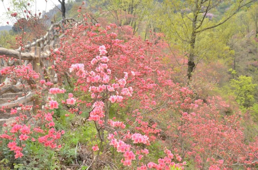 西泰山,西泰山杜鹃花