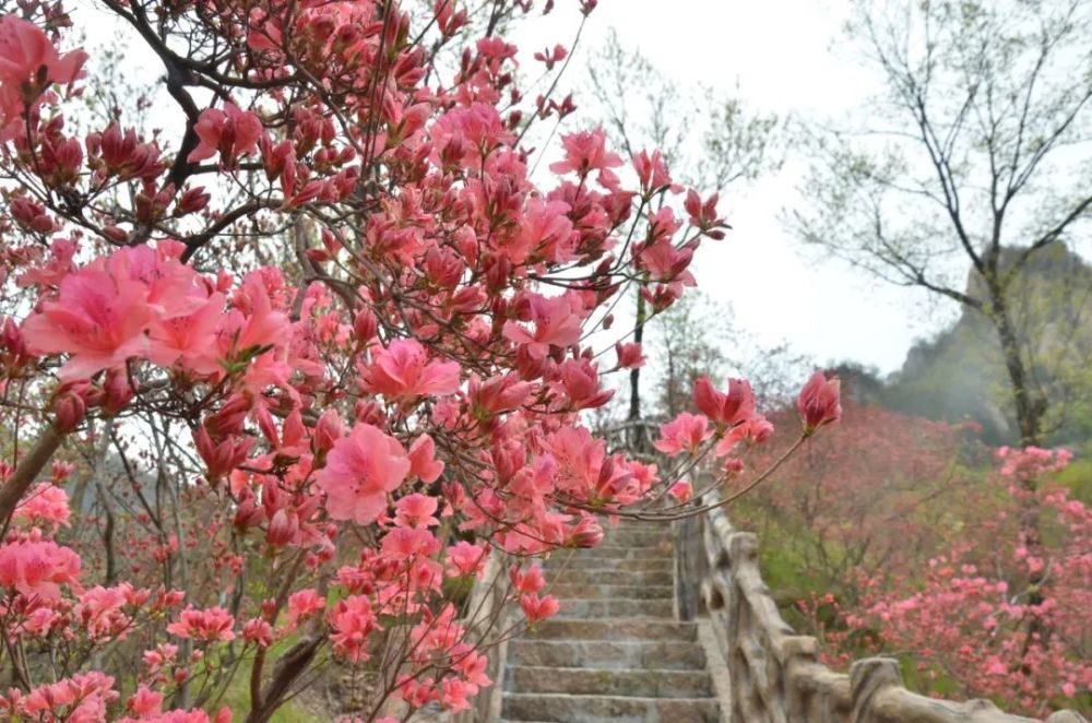 西泰山,西泰山杜鹃花