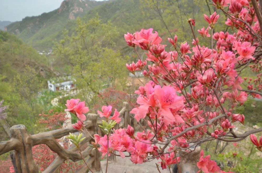 西泰山,西泰山杜鹃花