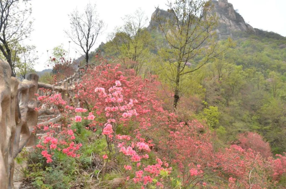 4月17日西泰山杜鹃满山,实景播报!