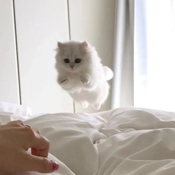 萌猫咪头像