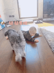 搞笑,萌,萌宠,汪星人