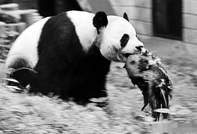 科普,大熊猫,食铁兽,攻击性,食肉动物