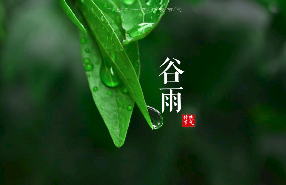 谷雨,节气,食俗,香椿,谷雨茶