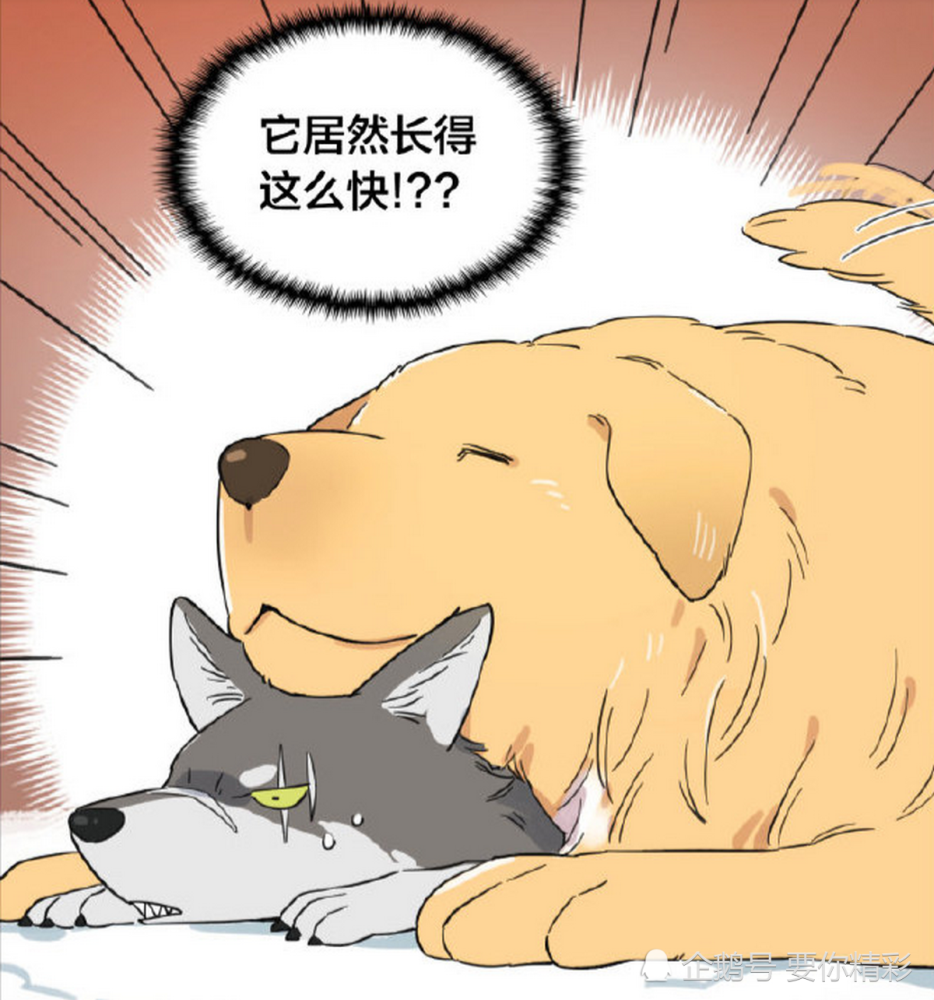搞笑漫画:狼王十分嫌弃长大后的狗狗,可是冬天太冷,就