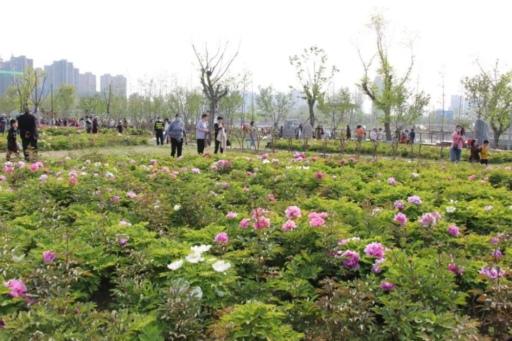漯河牡丹园,日均游客量1.2万人以上!