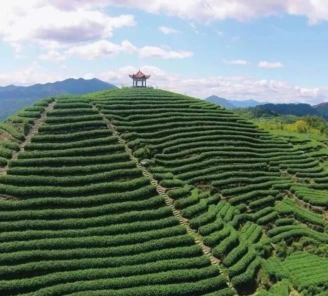 最美人间四月天,航拍朝阳山茶园,很漂亮哦