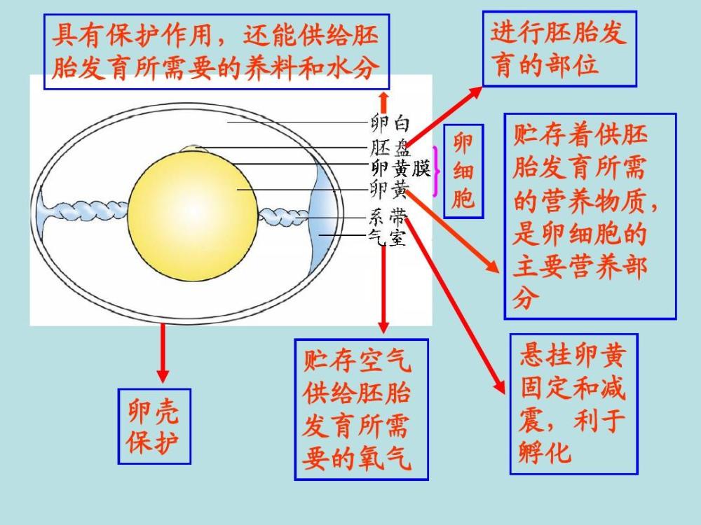 鸡,鸡蛋,生物