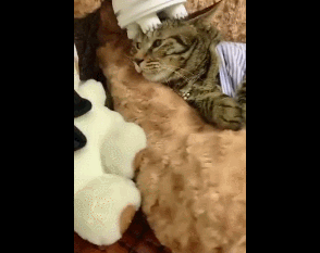 想要按摩器的链接! 猫咪都舒服到斗鸡眼了!