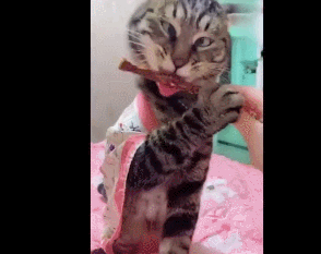 03猫咪都舒服到斗鸡眼了!想要按摩器的链接!02大哥你看见了什么东西?