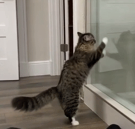 你猜猫咪有多傻一大波傻猫合集来啦