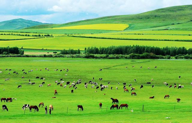 世界四大草原之一,内蒙古的呼伦贝尔大草原,是有诗和远方的地方