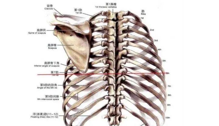 后背,肩胛骨,脊柱缘疼痛,应该如何自我康复?
