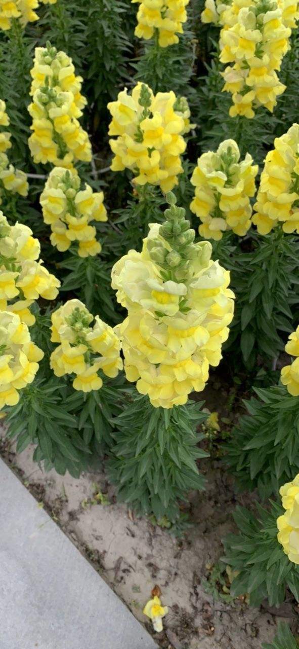 金鱼草一开一大串花,风一吹宛如锦鲤游动,关键是花色能挑花眼!