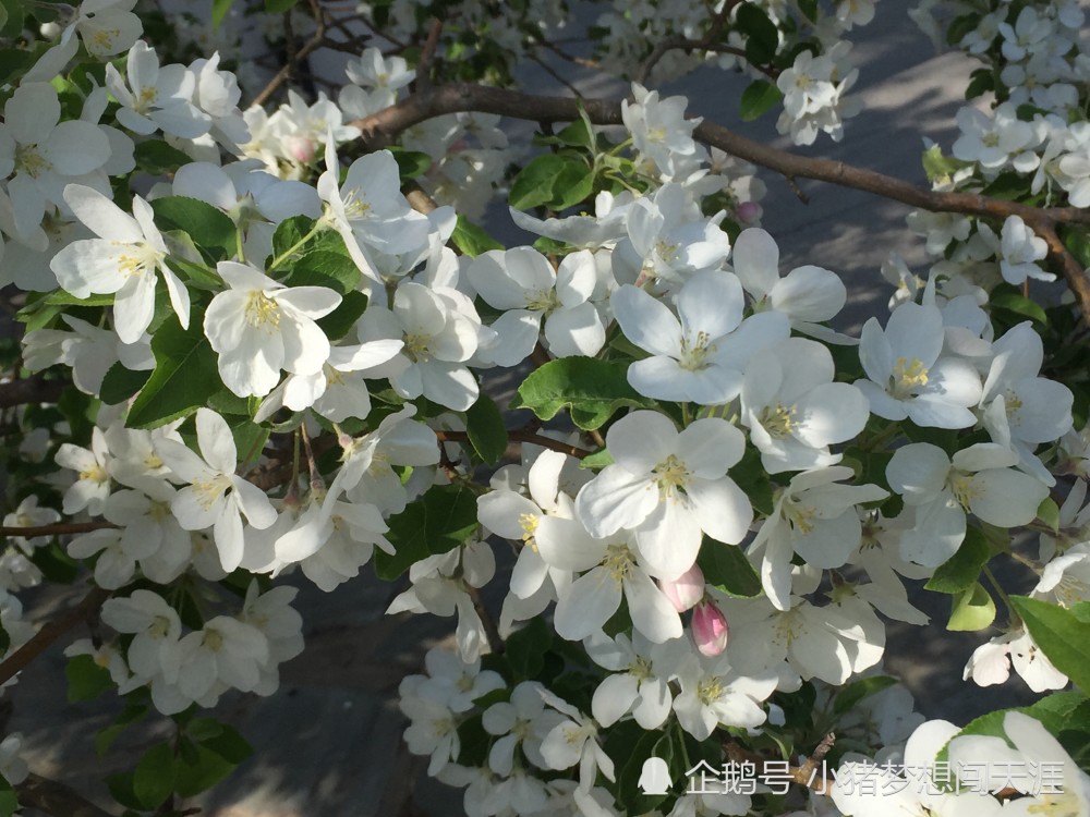 北京:春日看春花——梨花海棠