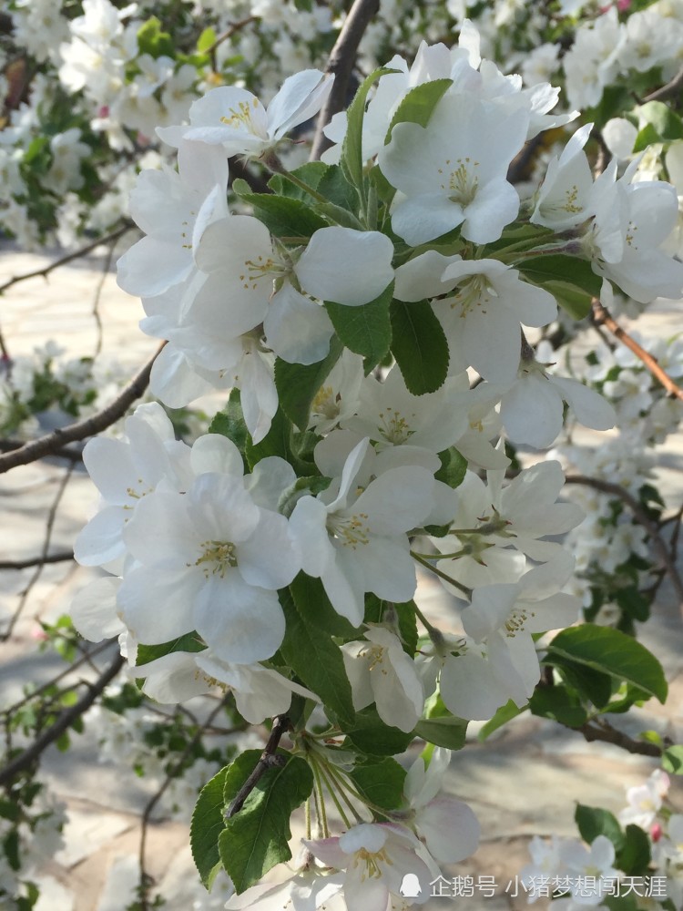 北京:春日看春花——梨花海棠
