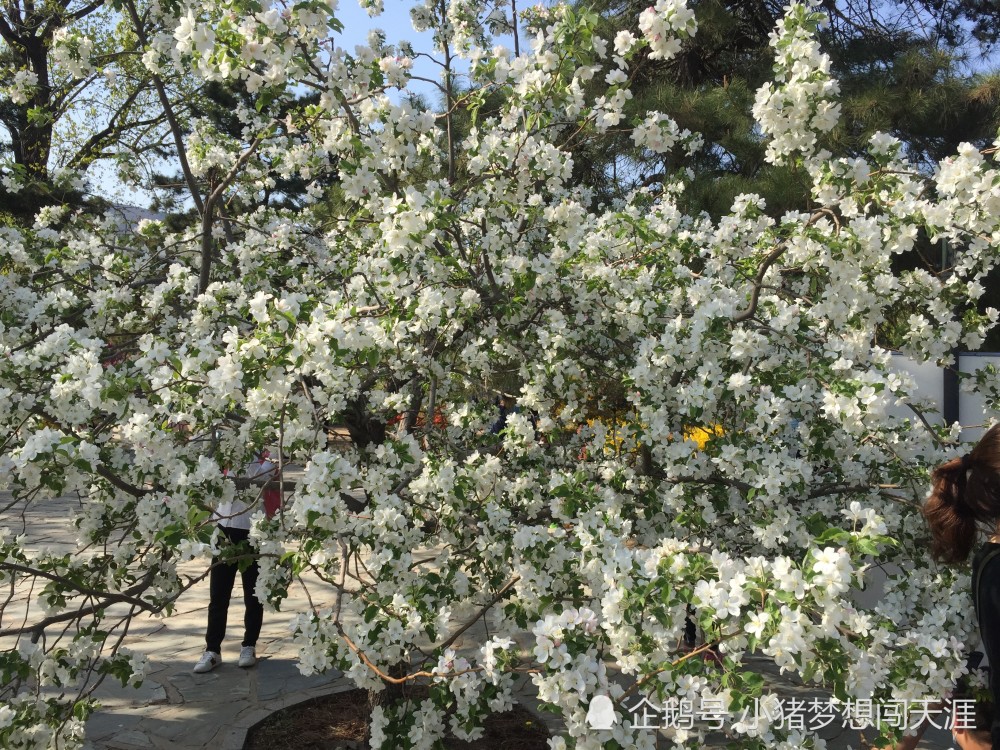 北京:春日看春花——梨花海棠