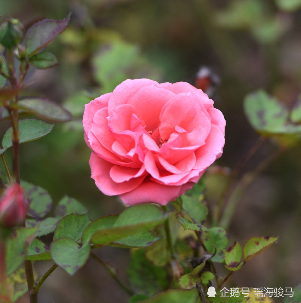 合肥花冲公园五颜六色月季花盛开,鲜艳夺目,美极了
