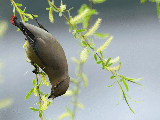 在全体浙江人民的共同努力下,一个人鸟和谐,鸟语花香的春天如期而至.