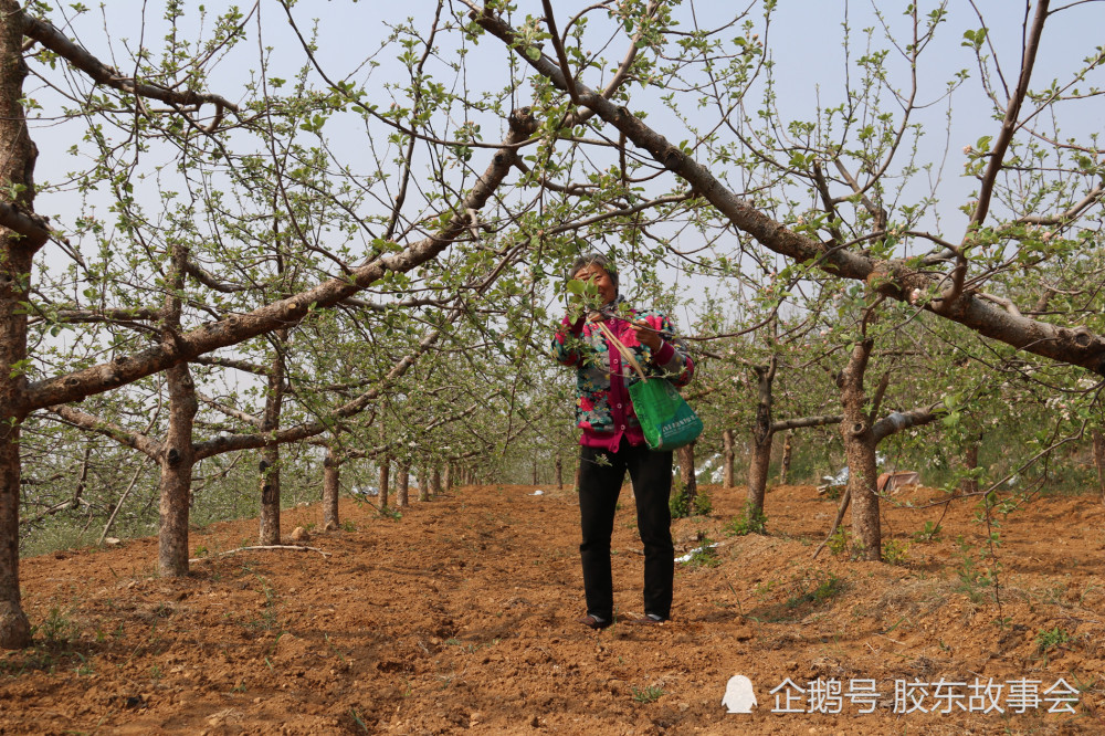 烟台农村:苹果树花期遇到低温天气,果农忙着人工授粉