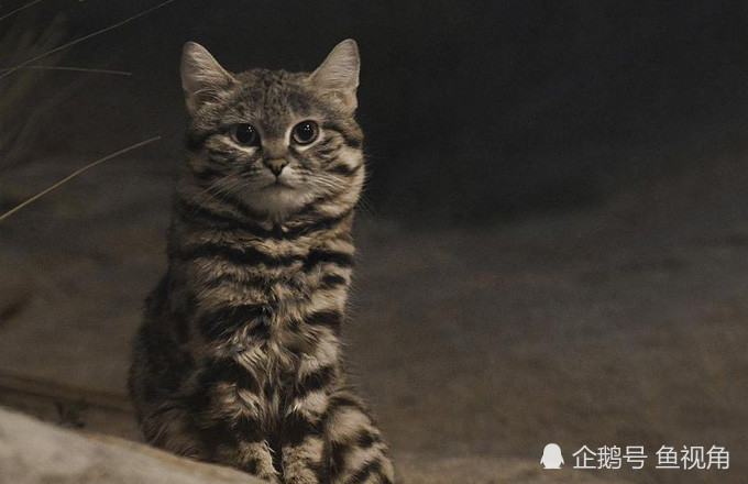 黑足猫:其实我是战五渣的