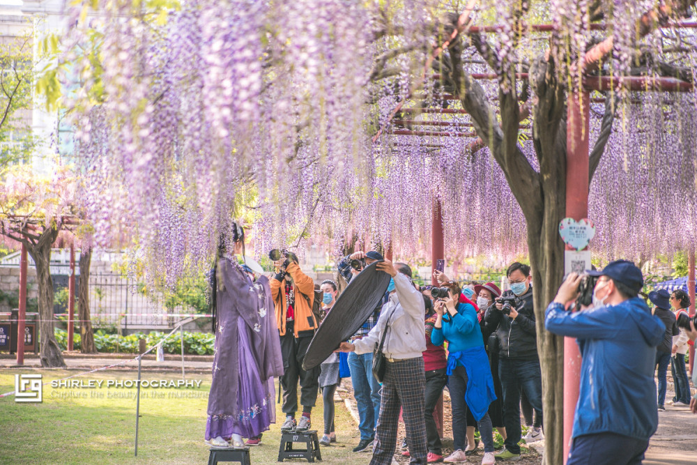 紫藤,上海紫藤园,嘉定紫藤园,上海嘉定紫藤园,赏花