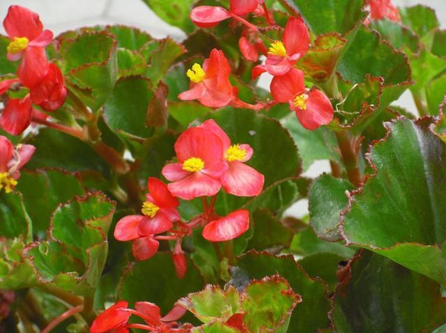 这花一年四季都能开花,名叫四季海棠,皮实好养越养越美