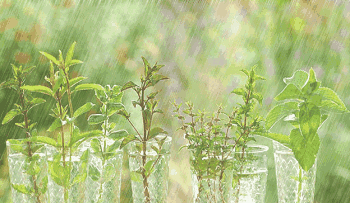 杨花柳絮随风舞,雨生百谷夏将至