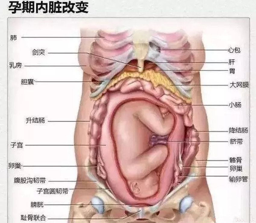 怀孕后,孕妈的内脏会有什么变化?看完就明白了,真的会