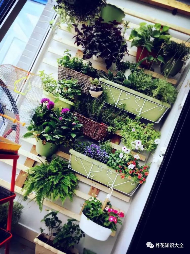 如果你想要家里或阳台上的花卉变得更好看,首先我们要给花卉挑选一件